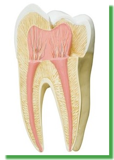 Endodontia